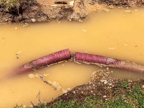 Best Local water damage restoration  in Poncha Springs, CO