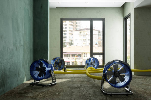 Best Mold removal after water damage  in Poncha Springs, CO